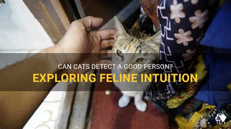 Can cats sense a good person?