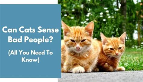 Can cats sense a kind person?