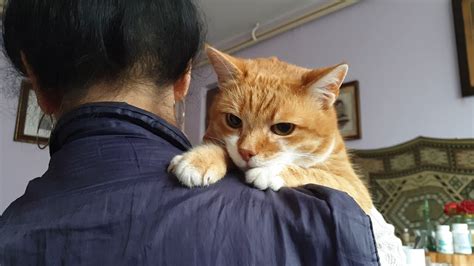 Can cats sense a loving person?