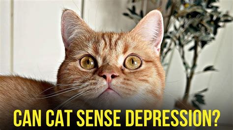 Can cats sense depression?