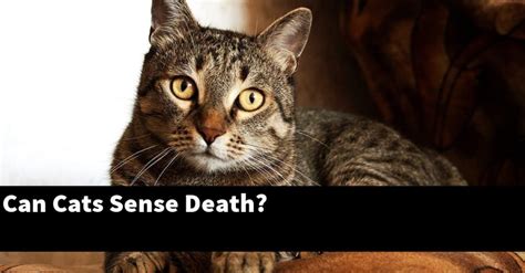 Can cats sense if you are hurt?