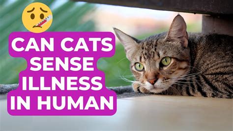 Can cats sense illness in humans?