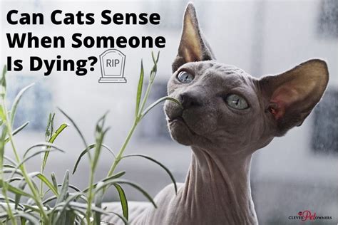 Can cats sense someone died?