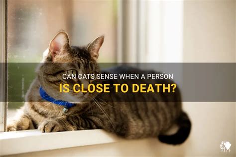 Can cats sense someone is dying?