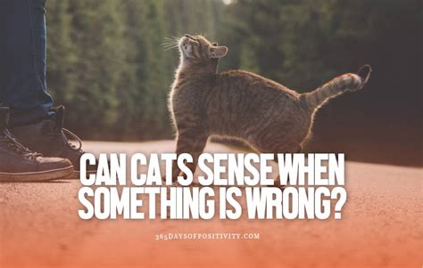 Can cats sense something wrong with you?