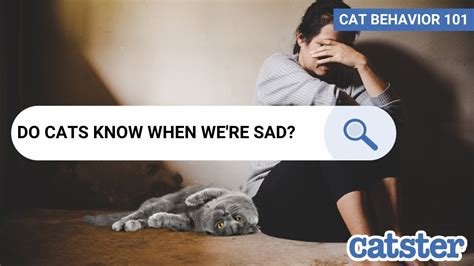 Can cats sense when you're lonely?