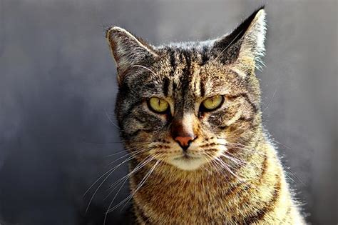 Can cats sense when you don't like them?