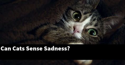 Can cats sense you don't like them?