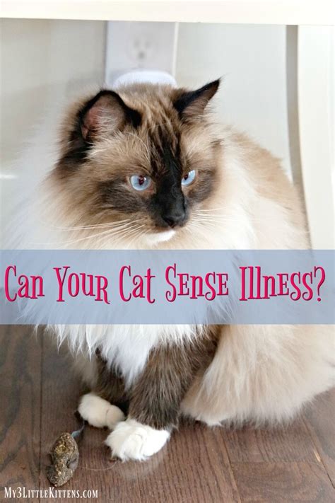 Can cats sense your mental health?