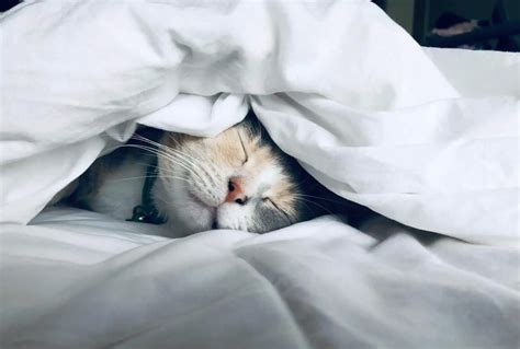 Can cats sleep on blankets?