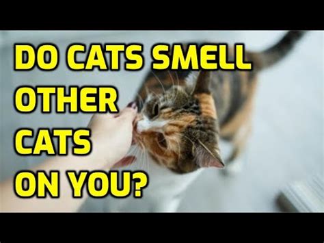 Can cats smell horniness?
