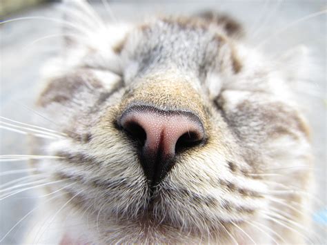 Can cats smell human stress?