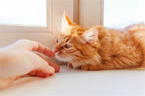 Can cats smell infection in humans?
