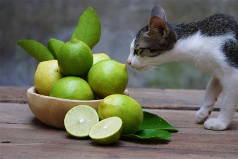 Can cats smell lemon juice?