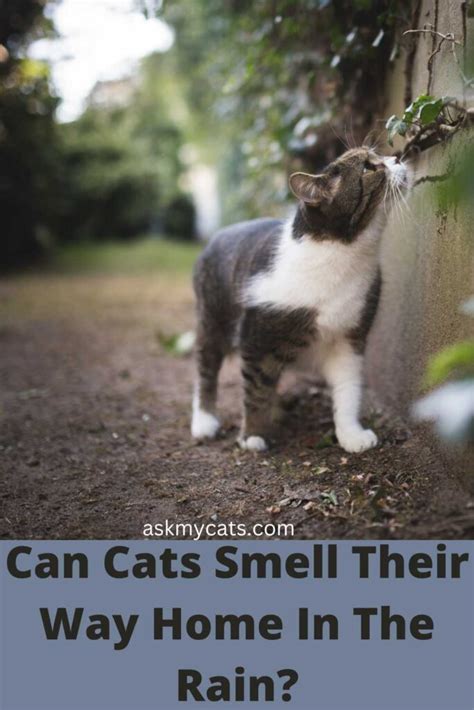 Can cats smell their way home?