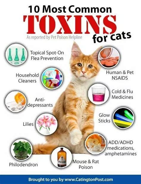 Can cats smell toxins?