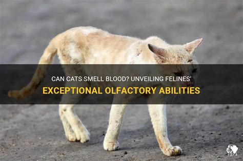 Can cats smell your blood?