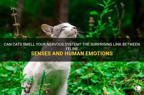 Can cats smell your emotions?