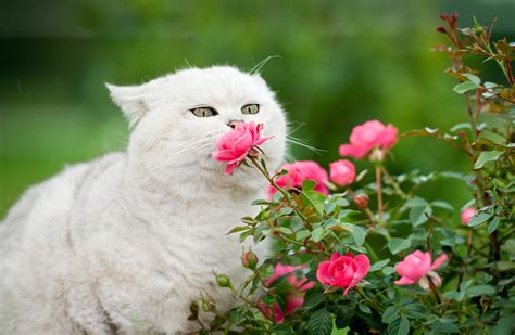 Can cats sniff flowers?