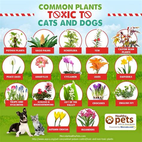 Can cats sniff toxic plants?