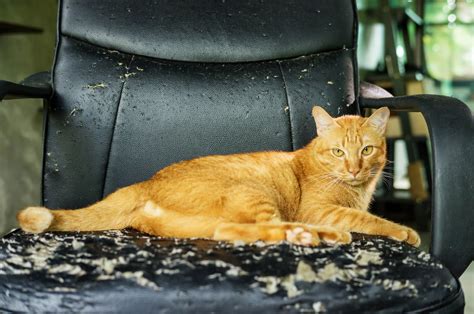 Can cats still ruin furniture with trimmed nails?