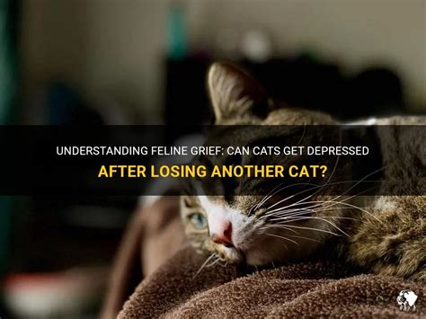 Can cats suffer from sad?