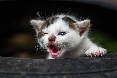 Can cats survive with no teeth?