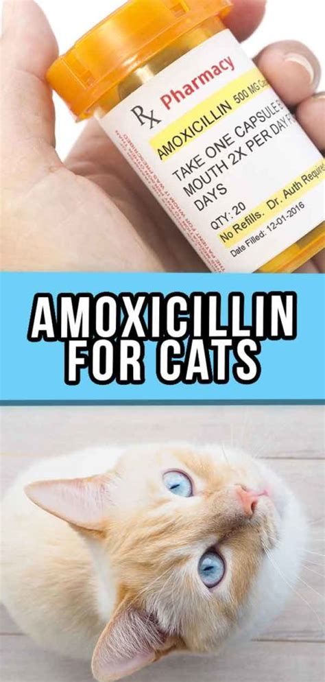 Can cats take human amoxicillin 500mg?