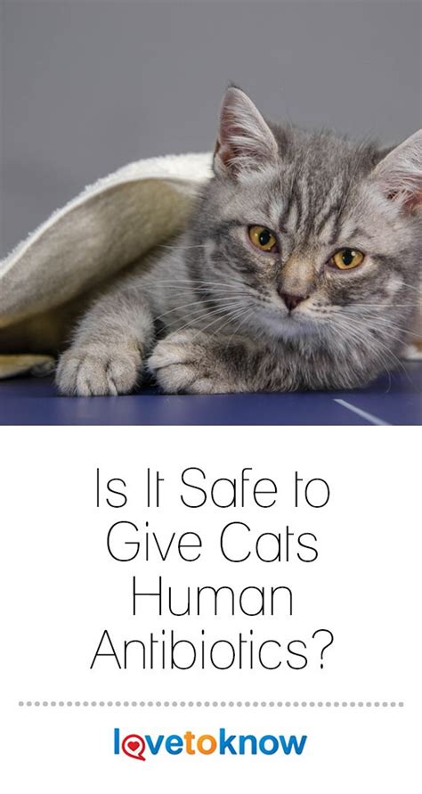 Can cats take human penicillin?
