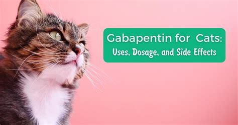 Can cats taste gabapentin?