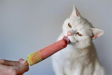 Can cats taste sweet?