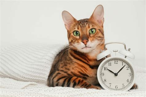 Can cats tell how long you are gone?
