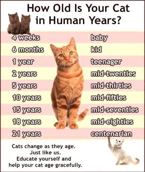 Can cats tell how old a human is?