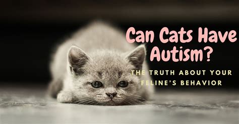 Can cats tell if you're autistic?