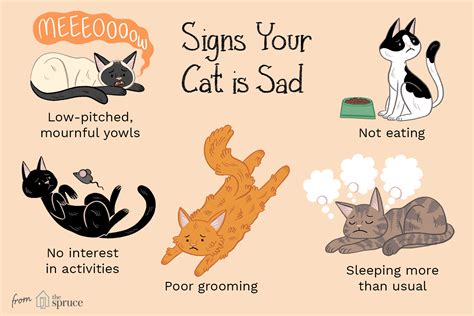 Can cats tell if your sad?