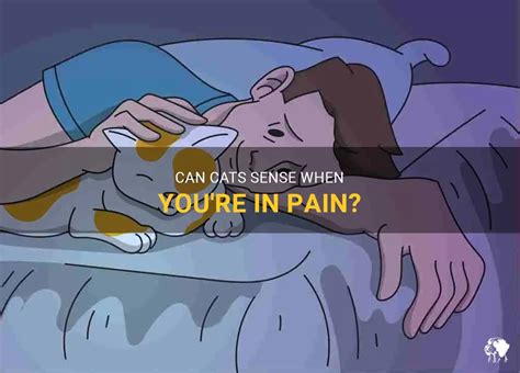 Can cats tell when you're in pain?