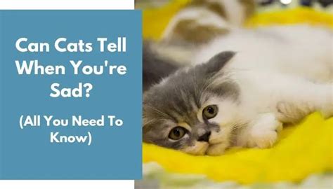 Can cats tell when you're sad?