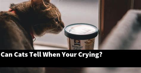 Can cats tell when your crying?