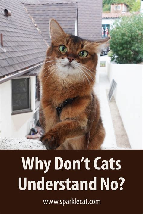 Can cats understand no?