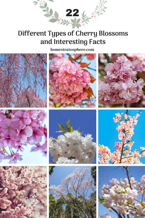 Can cherry blossoms be different colors?