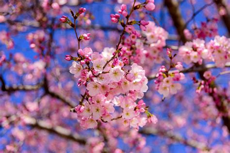 Can cherry blossoms be red?