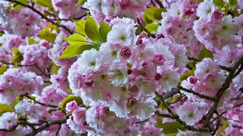 Can cherry blossoms change color?