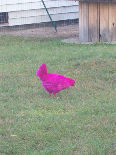 Can chicken be a little pink?