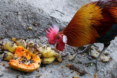 Can chickens eat banana peels?