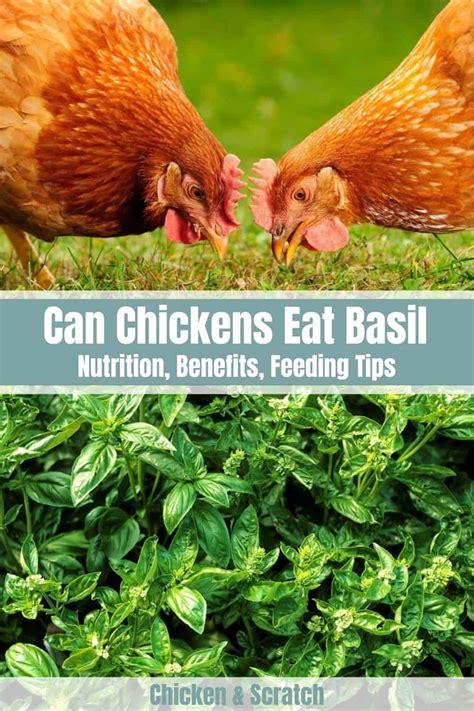Can chickens eat basil?
