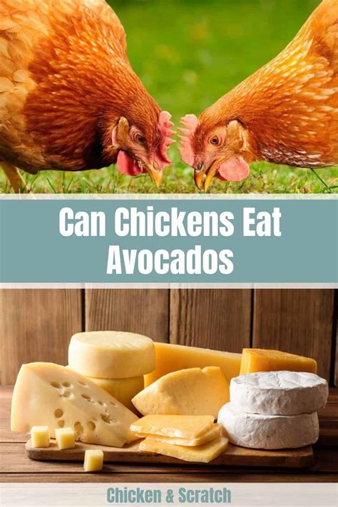 Can chickens eat cheese?