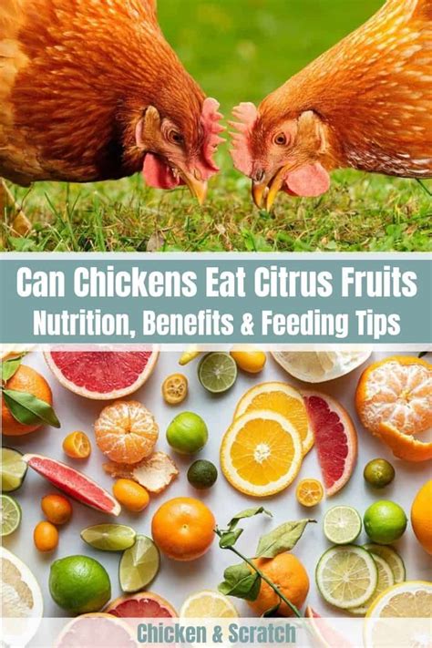 Can chickens eat citrus?