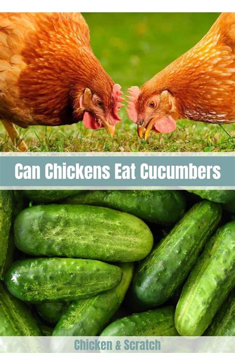 Can chickens eat cucumber?