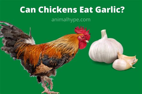 Can chickens eat garlic?