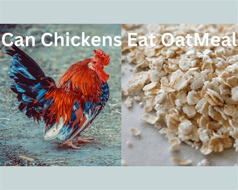 Can chickens eat oatmeal?